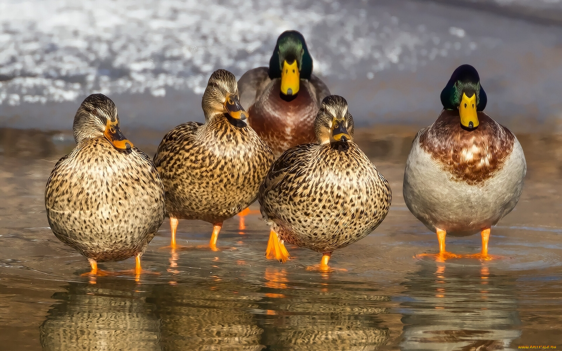 duck, mafia, , , , 
